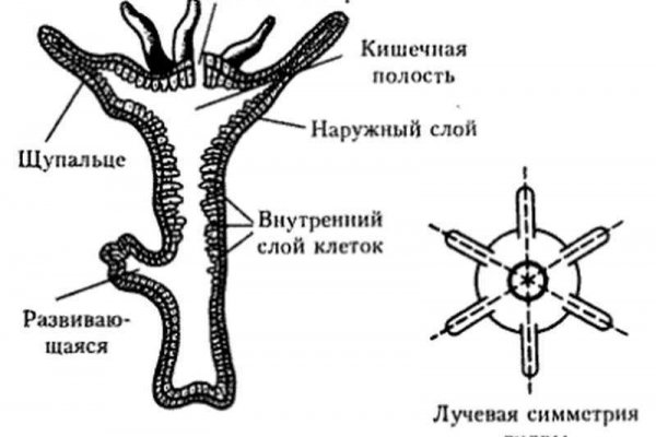 Ссылки омг омг мега